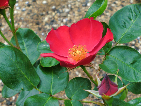 かざぐるまsCIMG5623