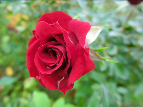 ジョージ　ベスト5195