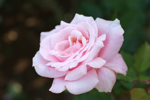 ももか　桃香sDSCF0179