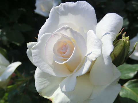 かんしゃ　感謝0588