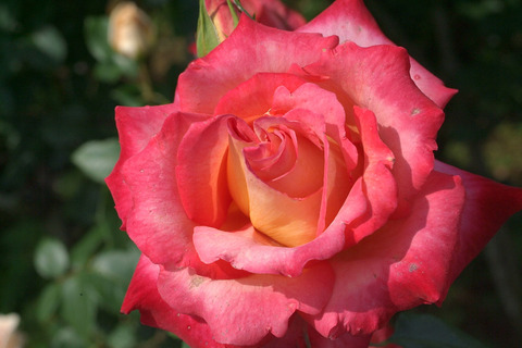 さいうん　彩雲　（さいうん）sDSCF1315