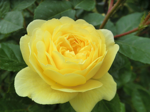 ベル　ロマンティカ0785