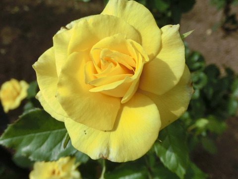 フリージアsCIMG6487