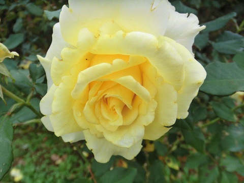 サン　ガッディス5263