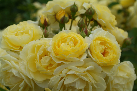 ゴールデン　ボーダーsDSCF2436