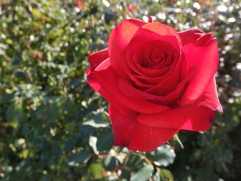 カーディナルsCIMG8450