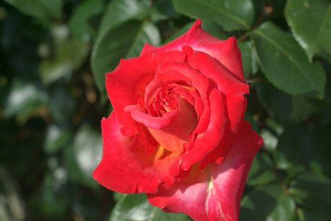 さいうん　彩雲　（さいうん）sDSCF1328