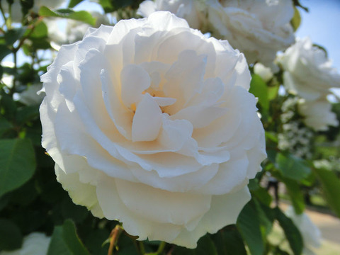 プリンセス　オブ　ウエールズ1552