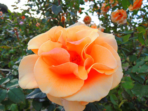 ブランディーsDSCN9250