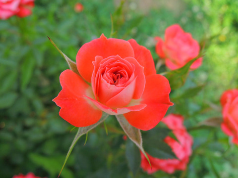 ラッキー　ダック1807