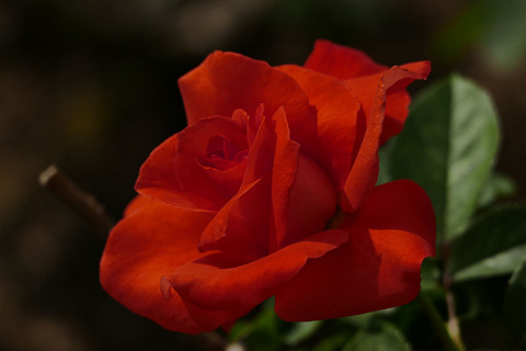 ローラs_1220037