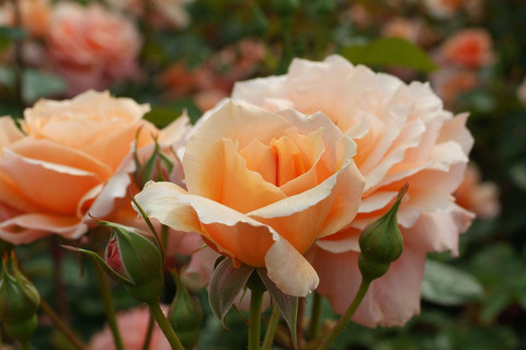 アプリコット　キャンディsDSCF2307