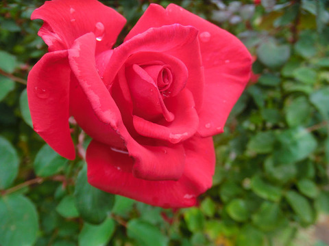 タイムレス　’９８5223