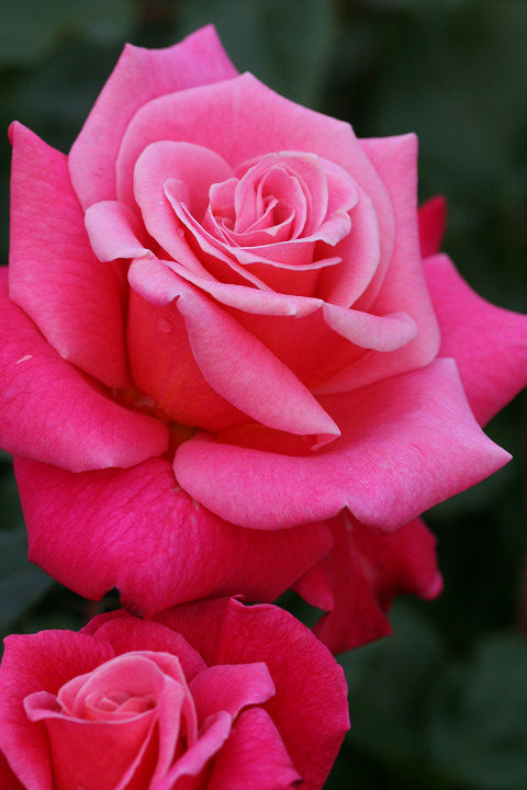 プリンセス　チチブ