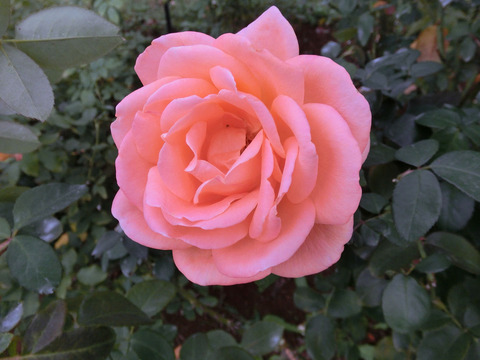 ゆめ　夢　（ゆめ）sCIMG7609