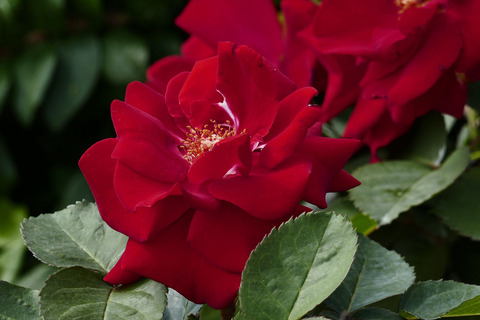 ガルテン　ツァーバァ　’８４s_1220233