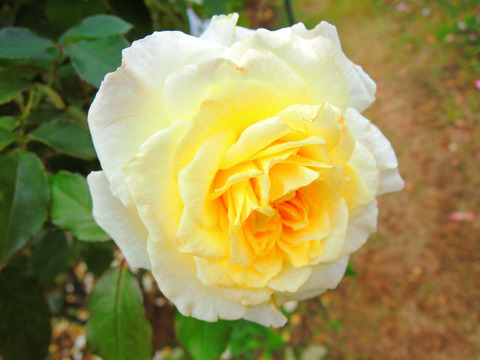 かいきょ　快挙sDSCN9654