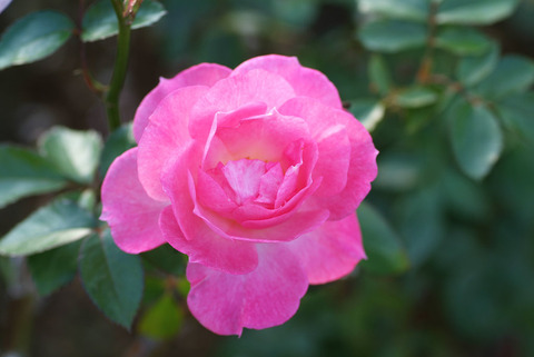 ストロベリー　ダイキリsDSCF1037