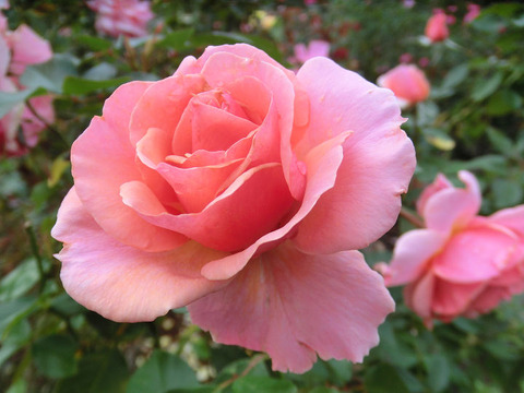 トーナメント　オブ　ローゼズ5428