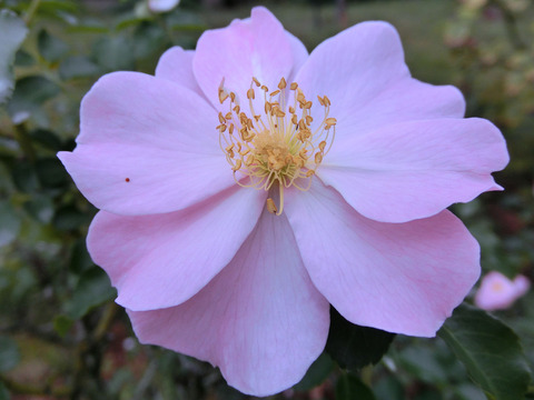 クイーン　マザーsCIMG7031