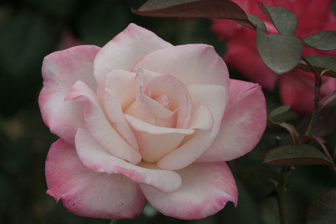 ジェミニsIMG_6645