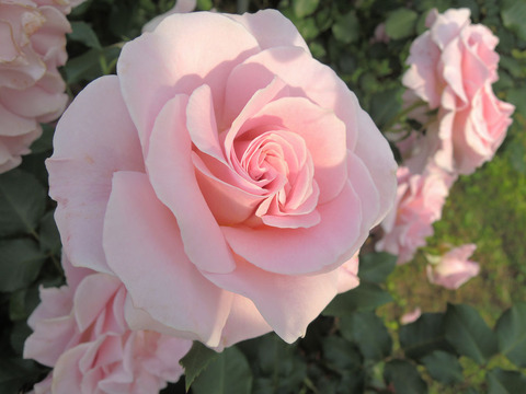 ピンク　フレンチレース4148