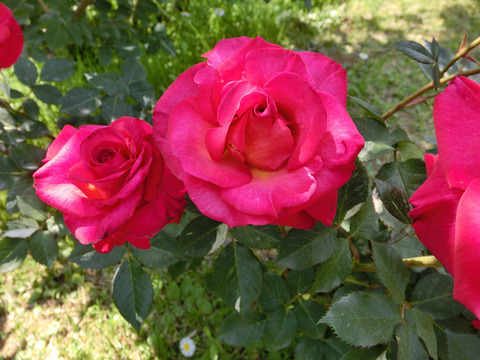 くれない　紅sCIMG3918