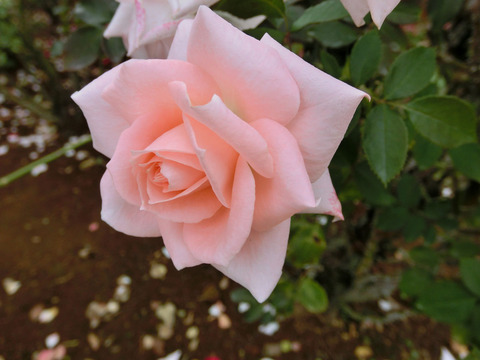 ゆうか　優花　（ゆうか）sCIMG7458