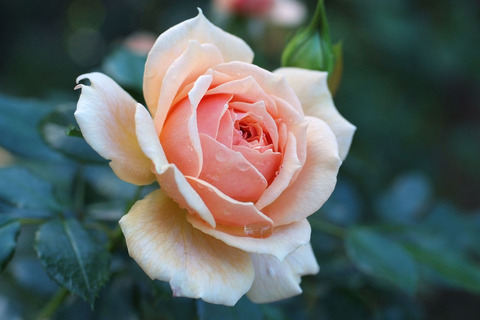 ガーデン　オブ　ローゼズsDSCF8451