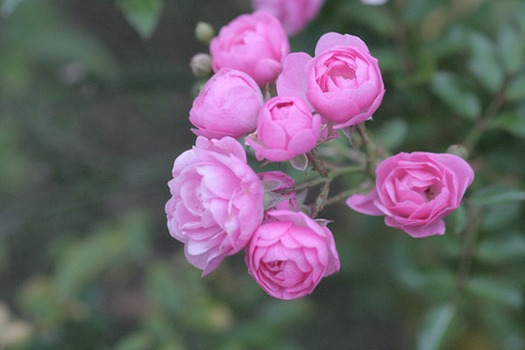 ザ　フェアリー6977