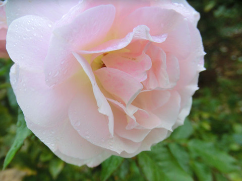 うきぐも　浮雲　1521