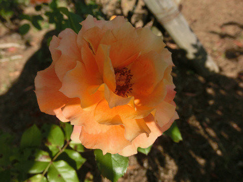 まんよう　万葉　（まんよう）sCIMG6663