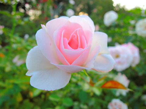 アスピリン　ローズsDSCN9268