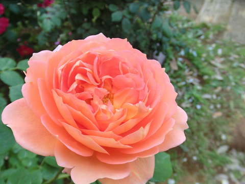 ジ　エンデバー0312