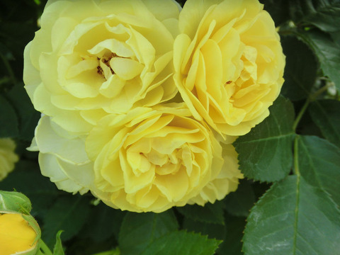 ゴールデン　ボーダー0483