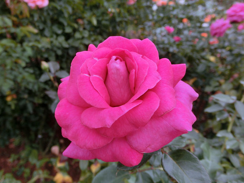 マヌウ　メイアンsCIMG7440