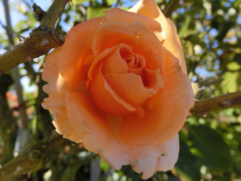 ジャスト　ジョーイsCIMG8357