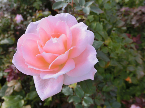 ゆうか　優花sCIMG5884