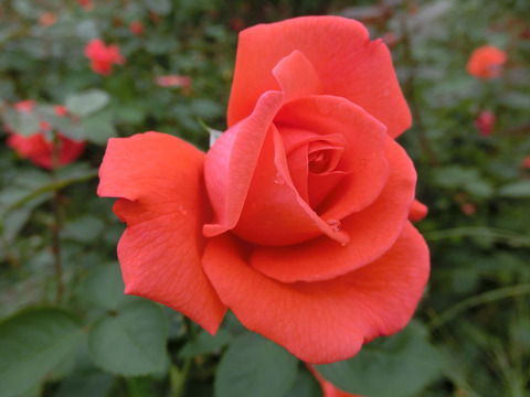 スーパー　スターsCIMG4705