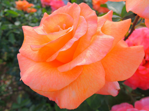 ケニギン　ベアトリックスsDSCN6521