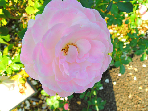 はなぼんぼり　花ぼんぼりsDSCN9048