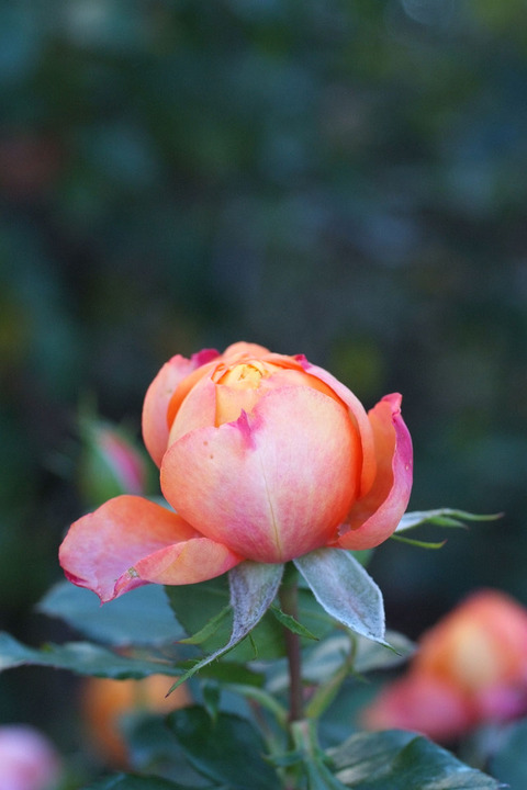 ベビー　ロマンティカsDSCF8520