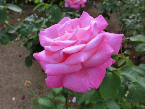 グレース　ドゥ　モナコsCIMG6561