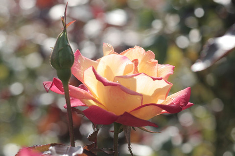 チャールストンsIMG_4595