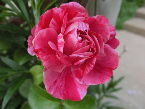 フランボワーズ　バニーユsCIMG5579