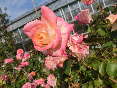 エレガント　レディsCIMG8136