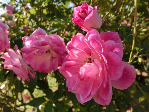 ブリリアント　ピンク　アイスバーグsCIMG8581