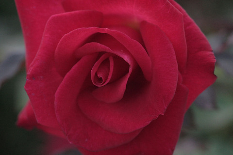 くれない　紅sIMG_5685