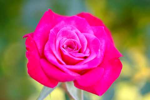 ワイルド　プラム5089