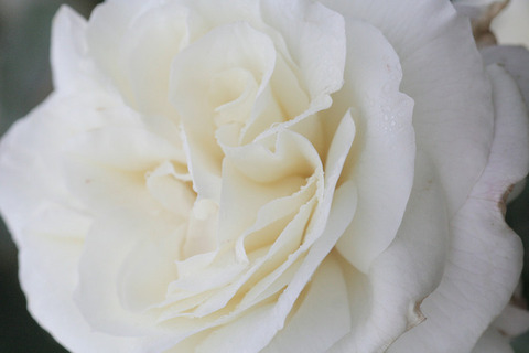 ぎんれい　銀嶺5994